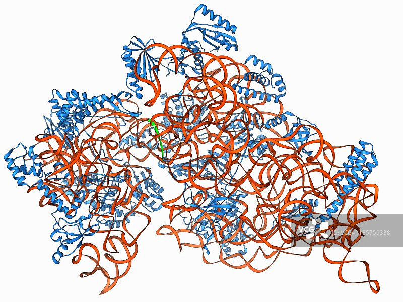 细菌核糖体分子模型图片素材