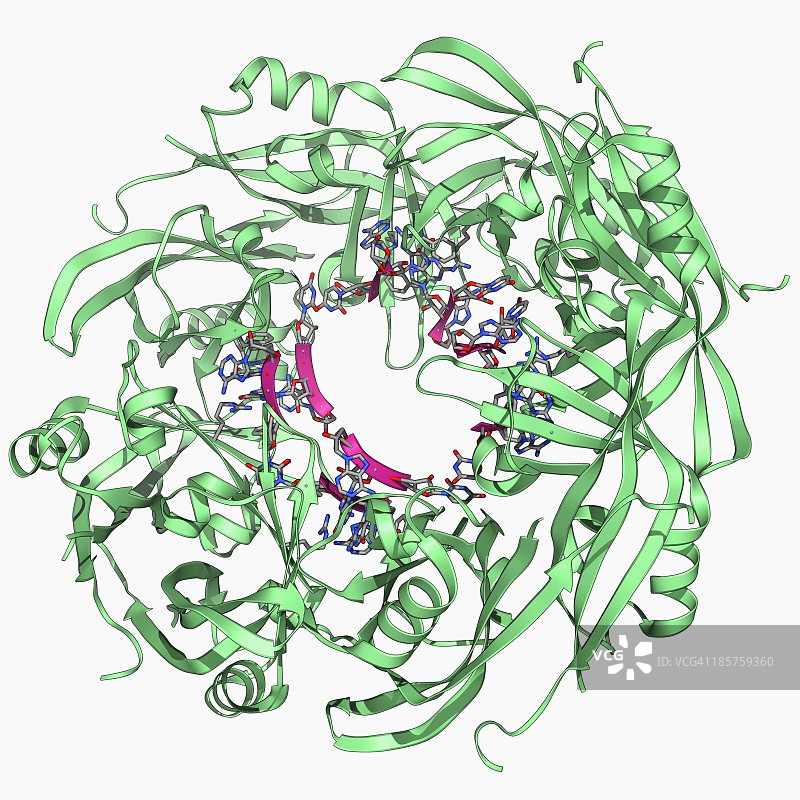 埃博拉病毒基质蛋白分子图片素材