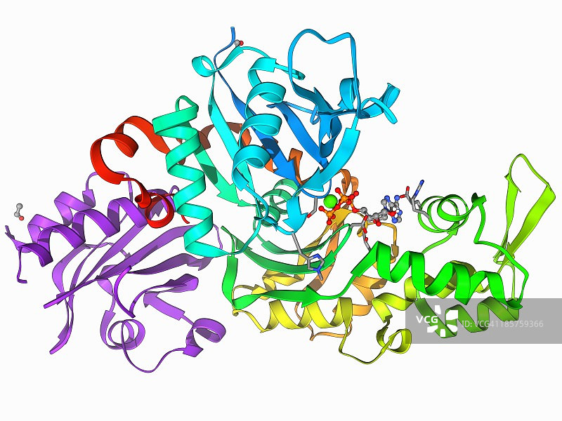 Beta-肌动蛋白分子图片素材