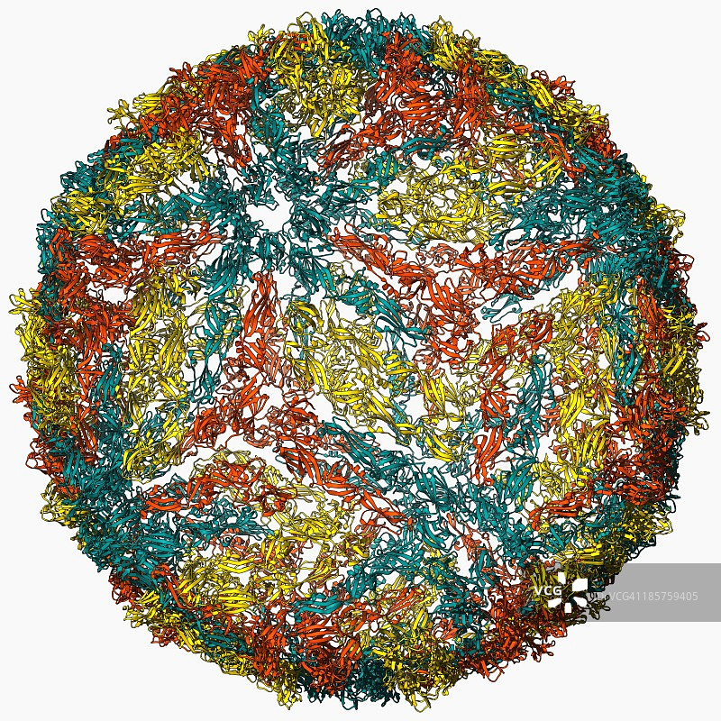 登革病毒衣壳分子模型图片素材