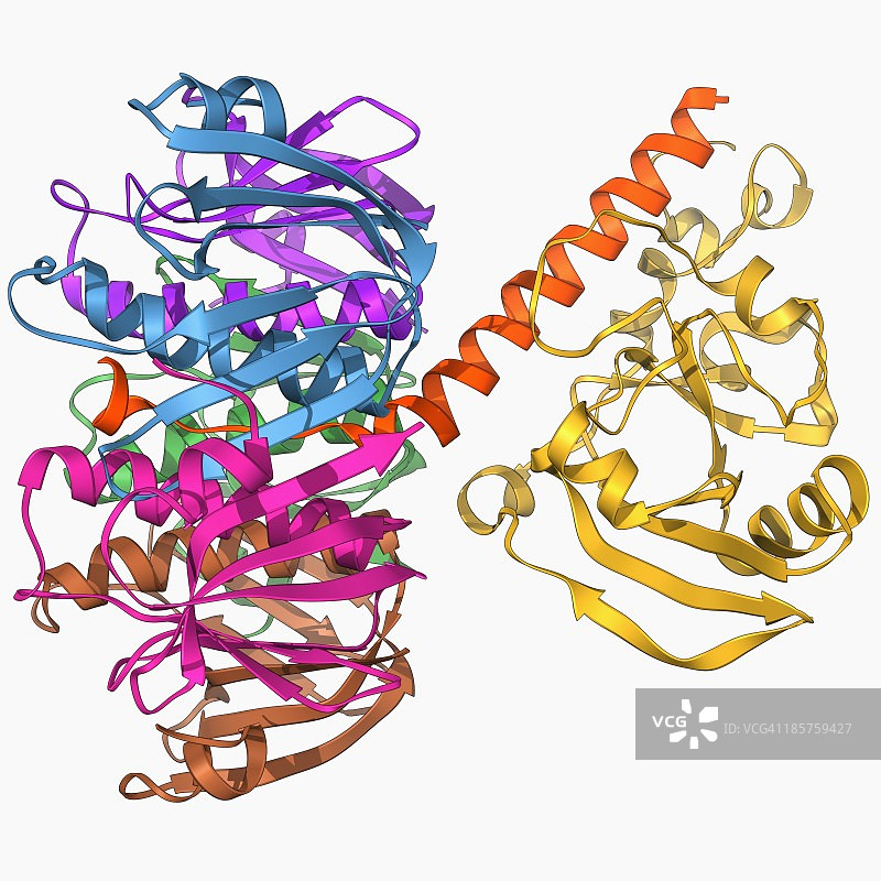 大肠杆菌耐热肠毒素图片素材