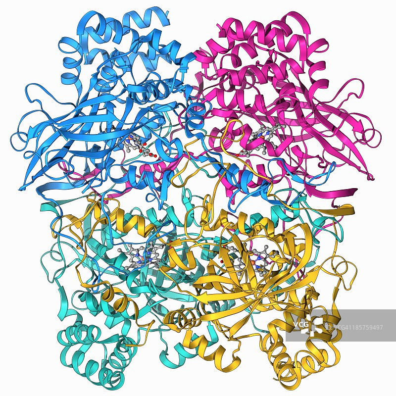 人催化酶分子模型图片素材