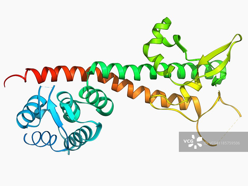 鼠疫耶尔森菌毒力因子图片素材