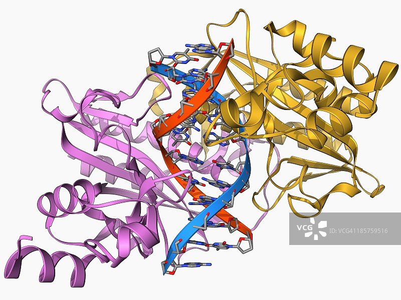EcoRV限制酶分子图片素材