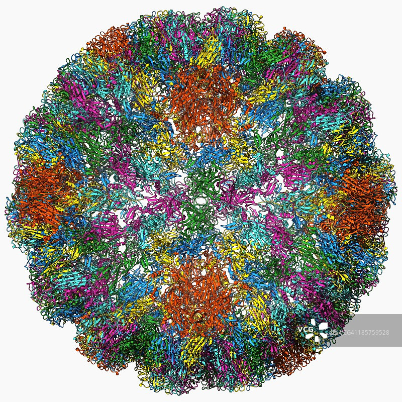 SV40病毒衣壳分子模型图片素材