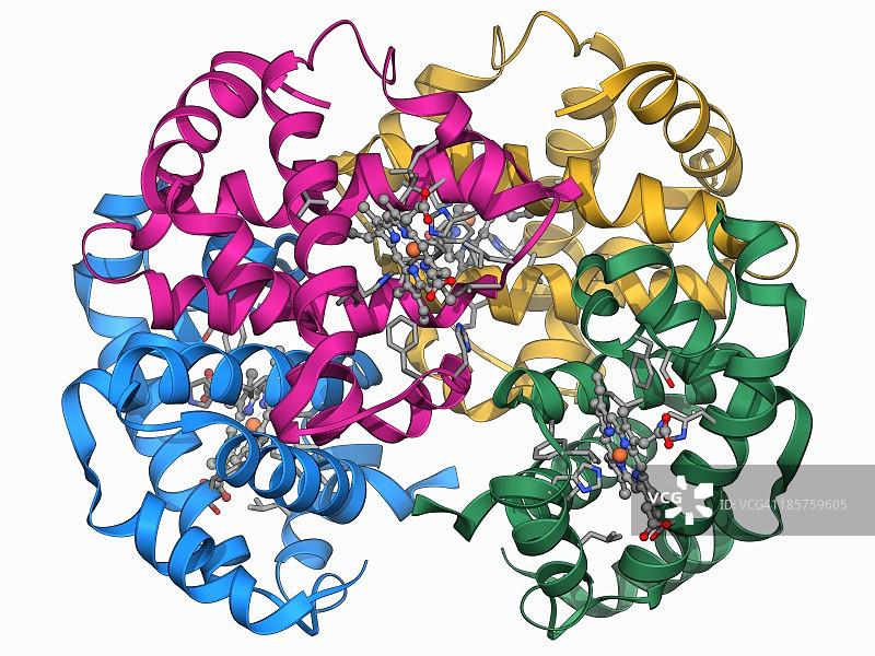血红蛋白分子模型图片素材
