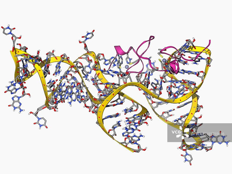 病毒RNA包装信号复合物图片素材