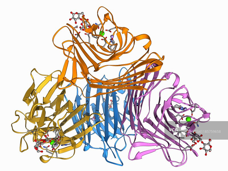 乳糖结合蛋白分子图片素材