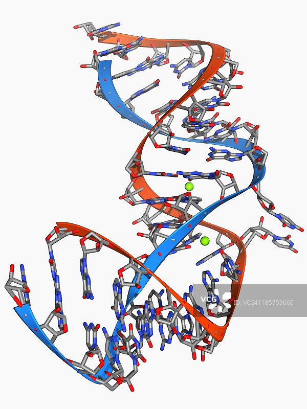 内部核糖体进入位点图片素材