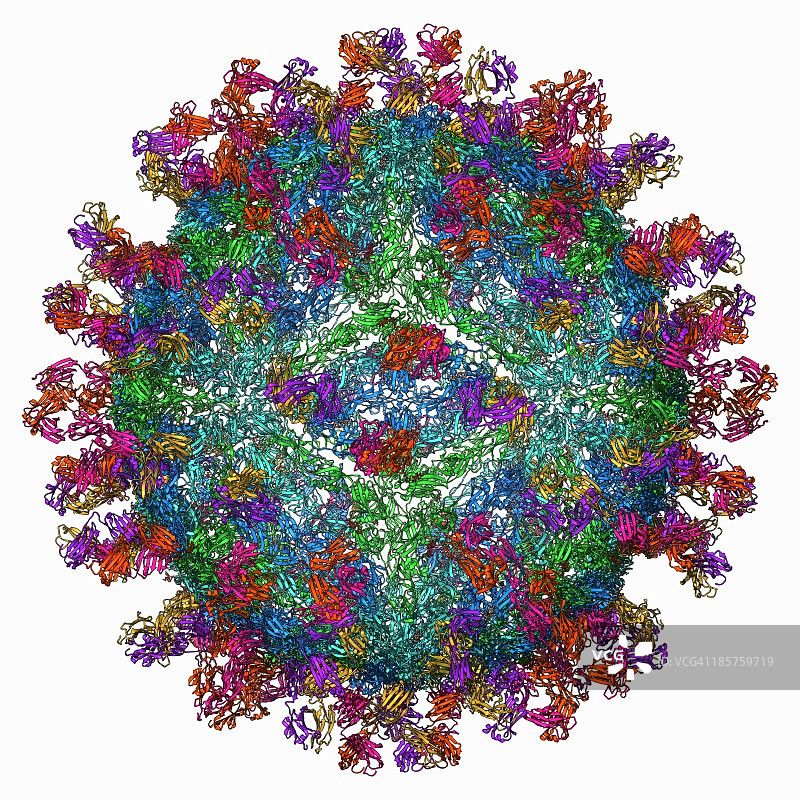 西尼罗河病毒和抗体图片素材