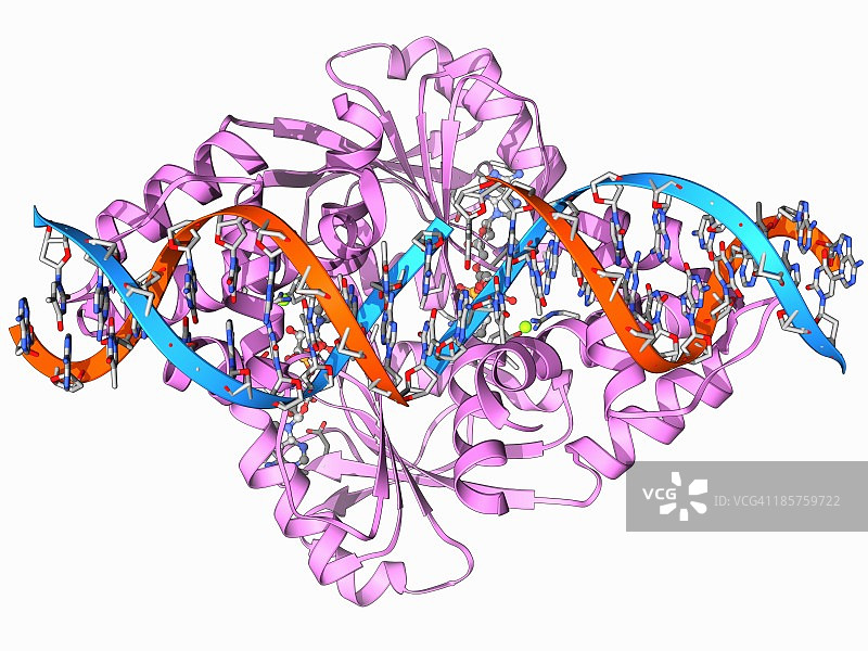 转录阻遏蛋白与DNA图片素材