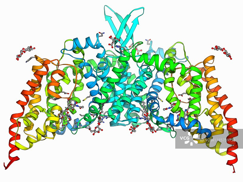 糖类转运蛋白图片素材