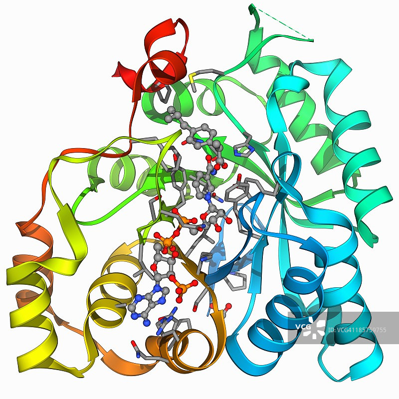 醛酮还原酶和布洛芬图片素材