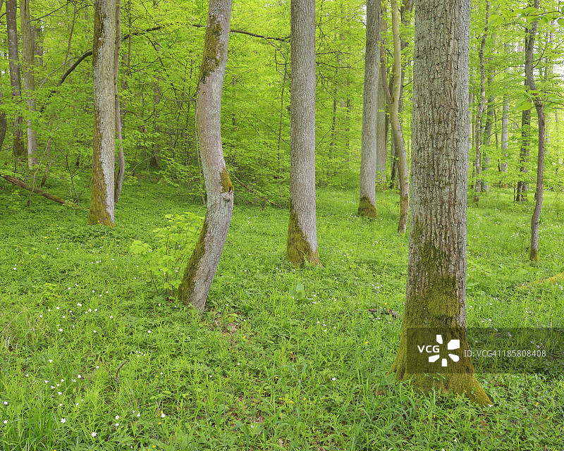 森林中的橡树图片素材