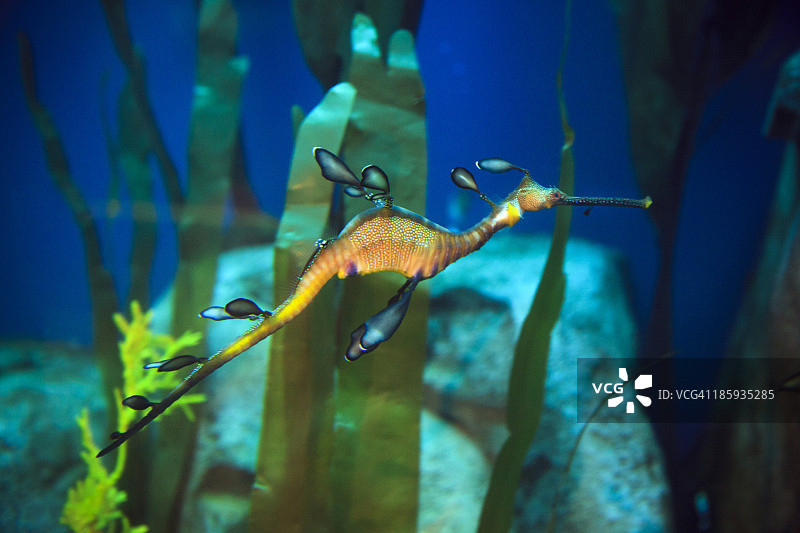 水族馆里的叶海龙图片素材