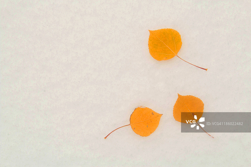 初雪上的秋季白杨树叶图片素材