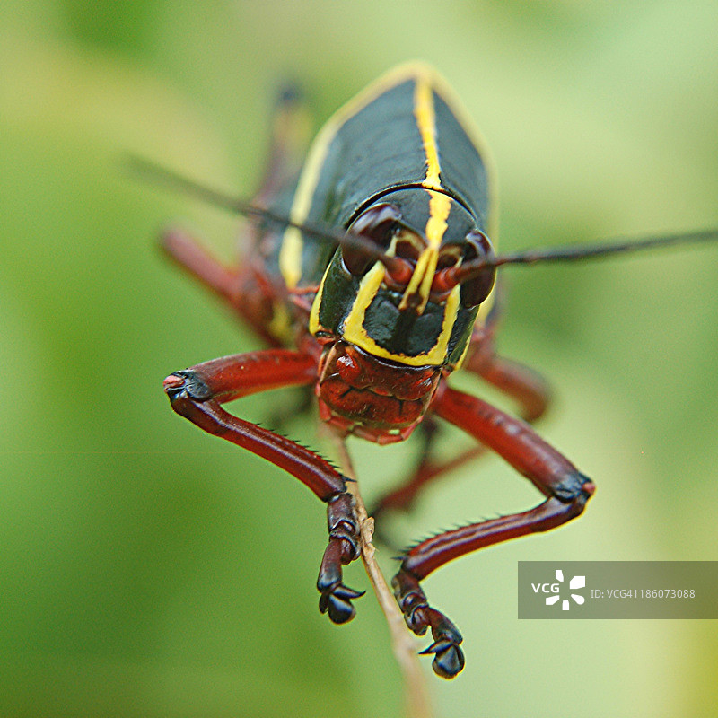 大个子狼吞虎咽地吃着最后的百合花图片素材