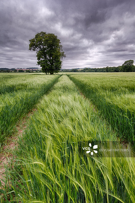 诺丁汉郡大麦田图片素材