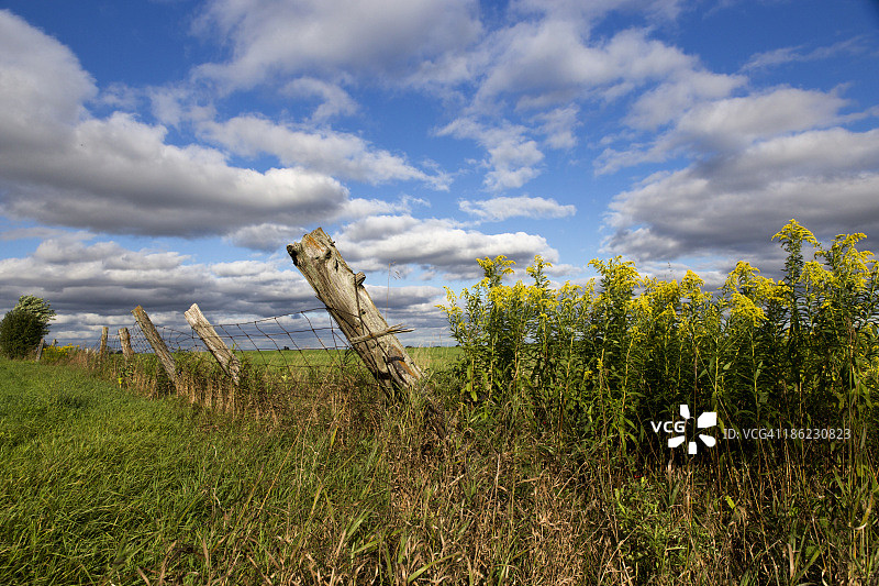 傍晚的秋麒麟草图片素材