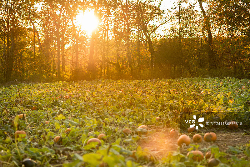 南瓜田图片素材
