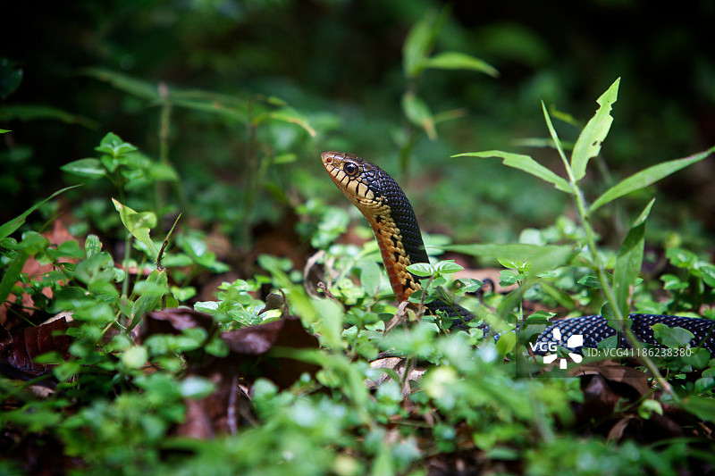 马达加斯加巨型猪鼻蛇图片素材