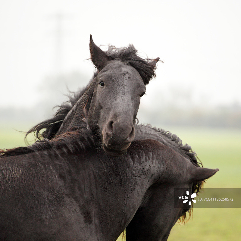 两匹嬉戏的马图片素材