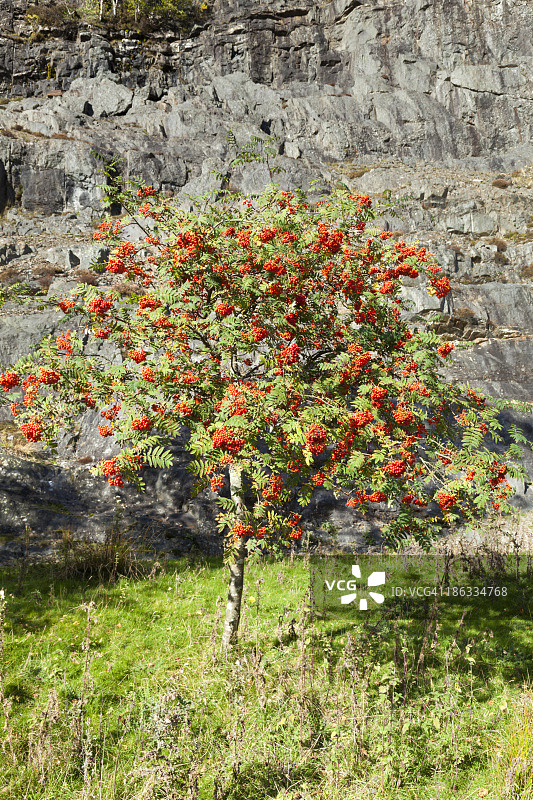 花楸树，英国图片素材