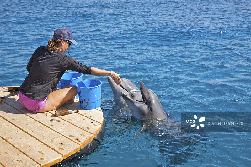 驯兽员向两只海豚扔鱼图片素材