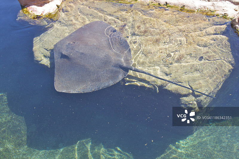 魟鱼俯视图图片素材