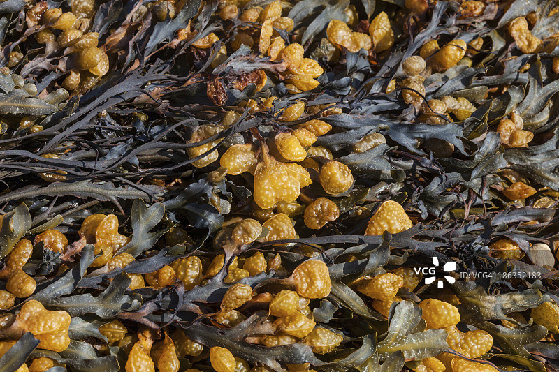 墨角藻图片素材