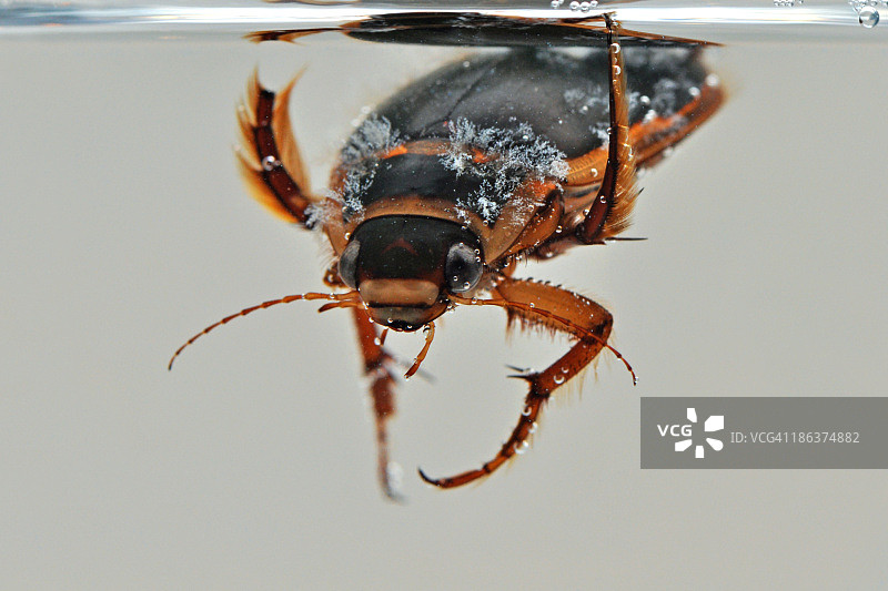 大龙虱图片素材