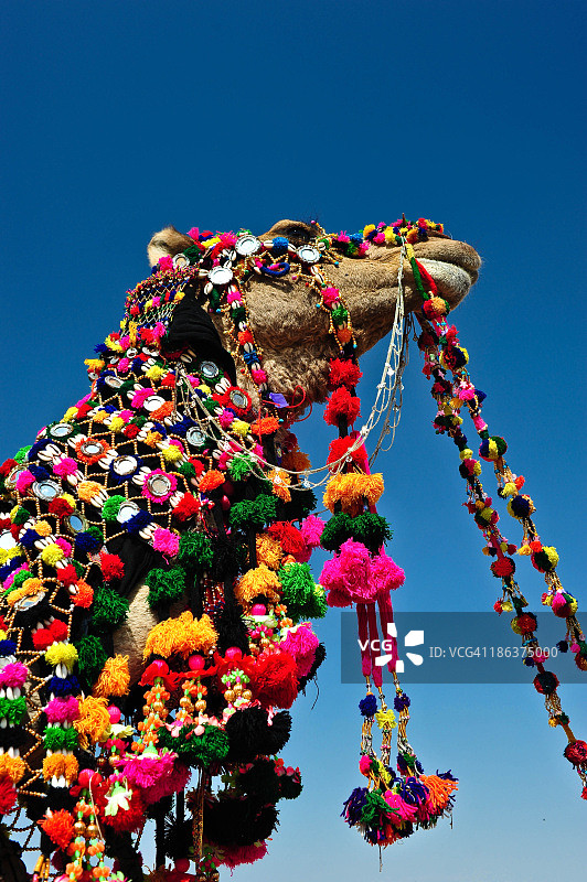 为沙漠节装饰的骆驼图片素材