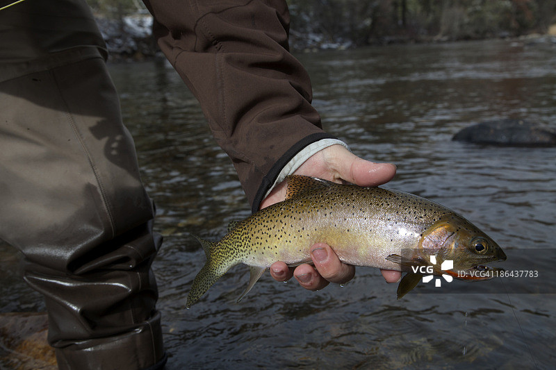 渔夫手中拿着河鳟鱼特写图片素材