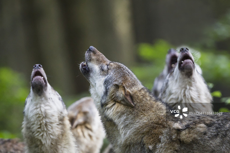 德国巴伐利亚州，嚎叫的狼群图片素材