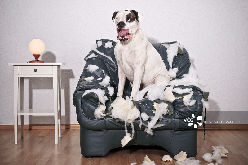 拳师犬坐在破损的皮椅上图片素材