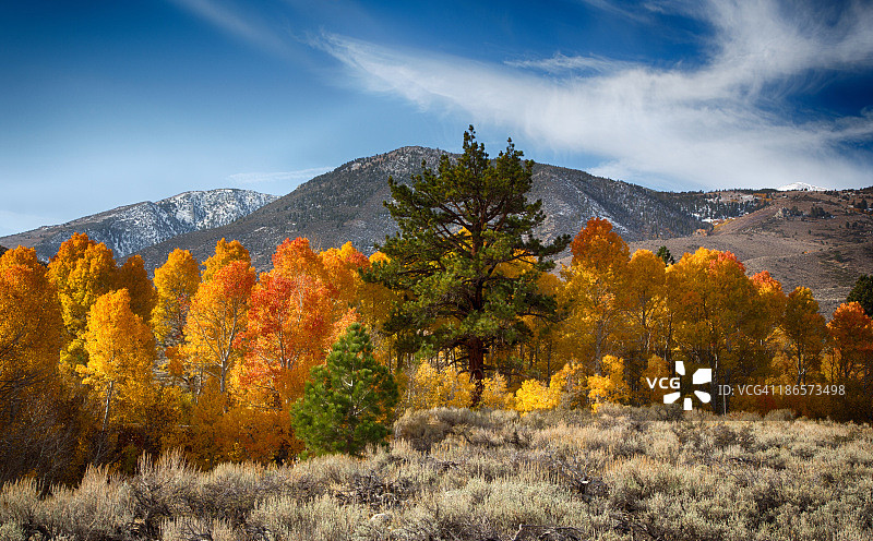 伦迪峡谷的树木图片素材