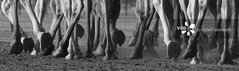 沙漠中的骆驼队图片素材