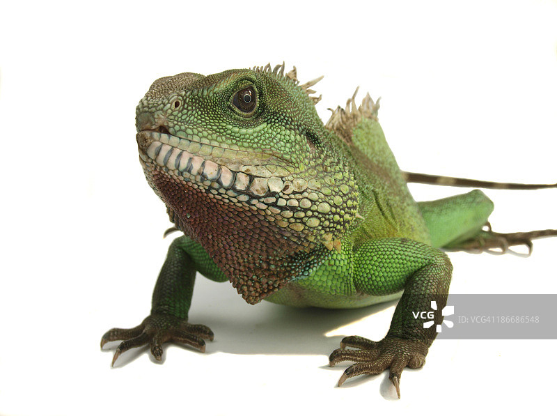 大型雄性水龙图片素材