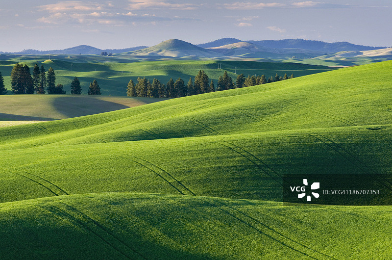 华盛顿州帕卢斯麦田图片素材