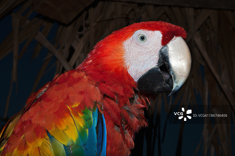 猩红金刚鹦鹉肖像图片素材