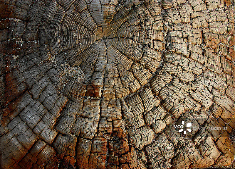 萨布迪海滩的浮木纹理图案图片素材