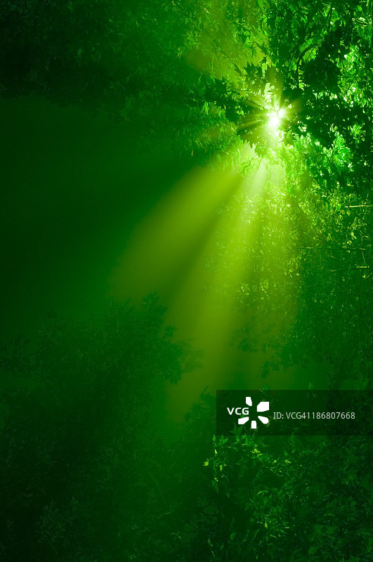 森林里的绿色阳光光束照片图片素材