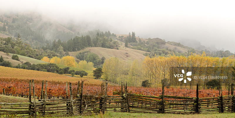 门多西诺葡萄园图片素材
