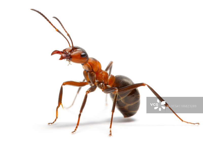 蚂蚁图片素材