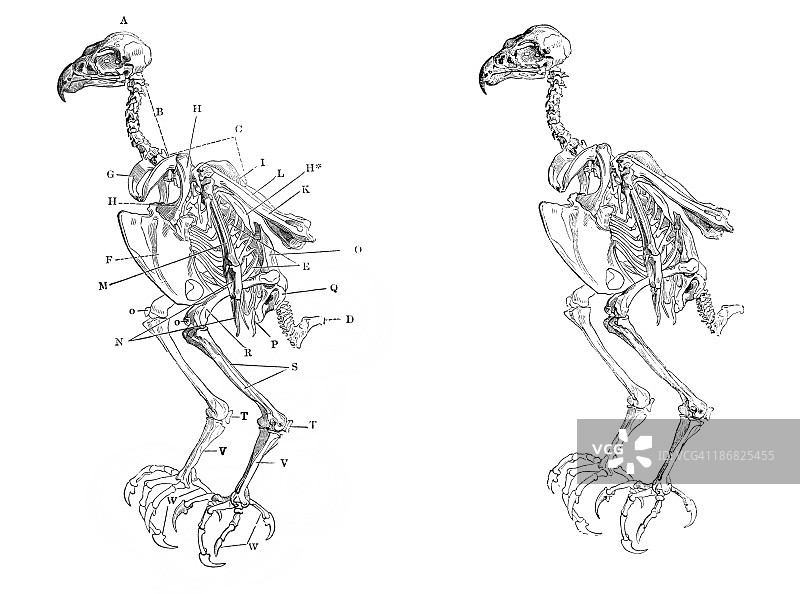 鹰骨架图片素材