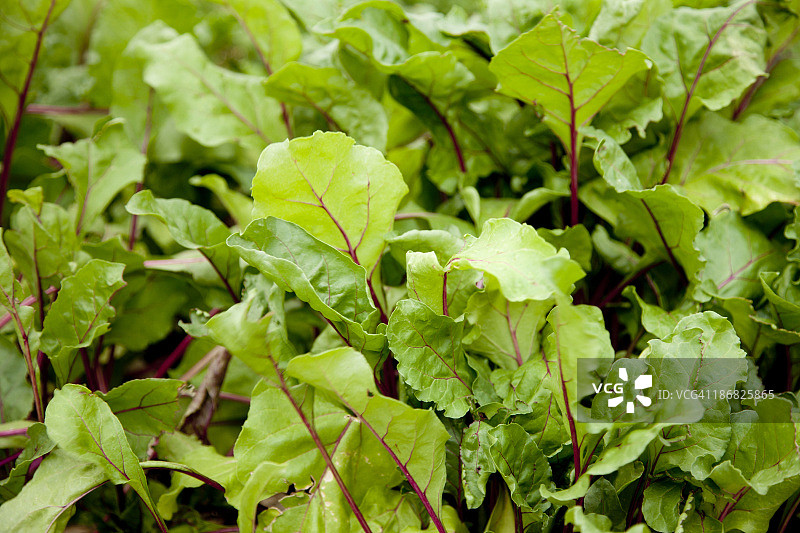 花园里的甜菜叶图片素材