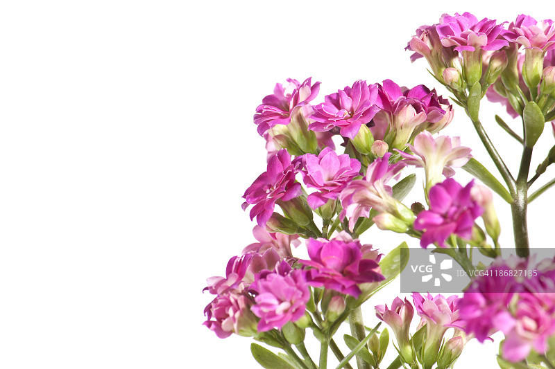 粉色菊花，春季花卉之美图片素材