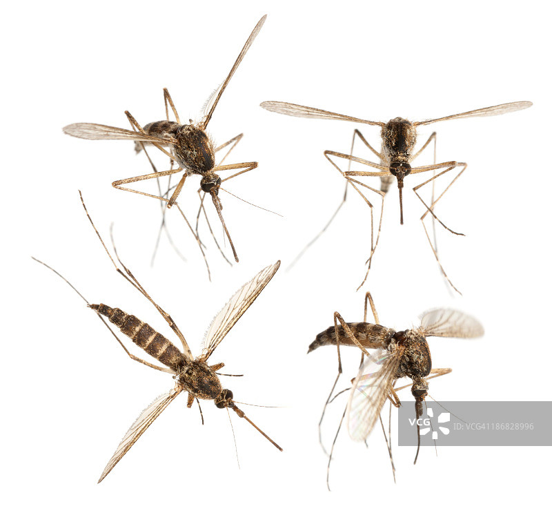 蚊子图片素材
