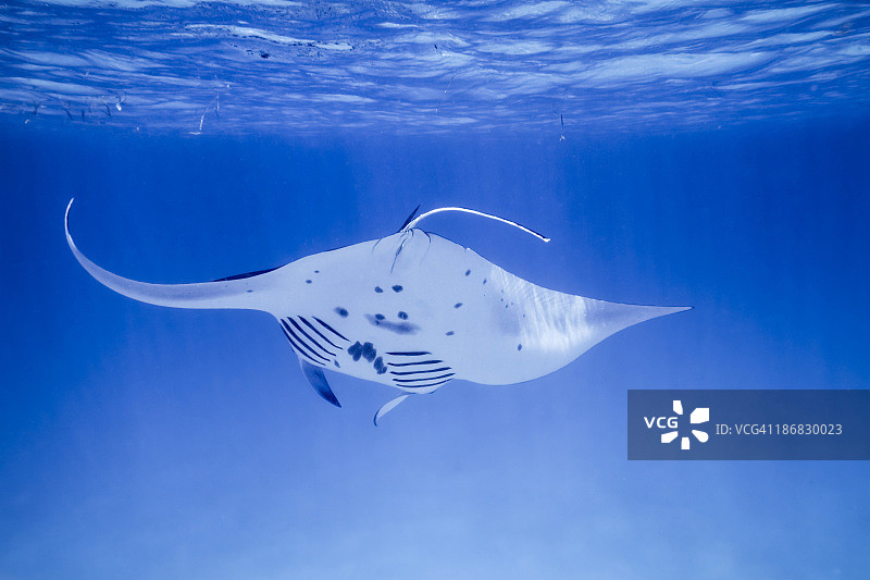 野生蝠鲼图片素材