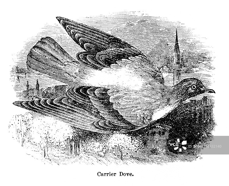 信鸽雕刻图片素材